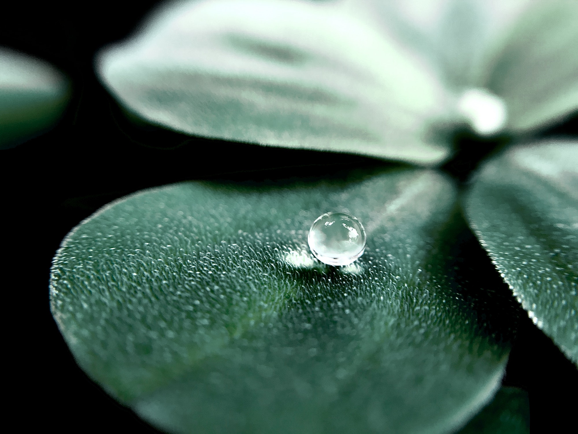 dew-drop-on-leaf-in-early-morning
